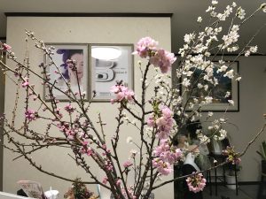 桜、サロン